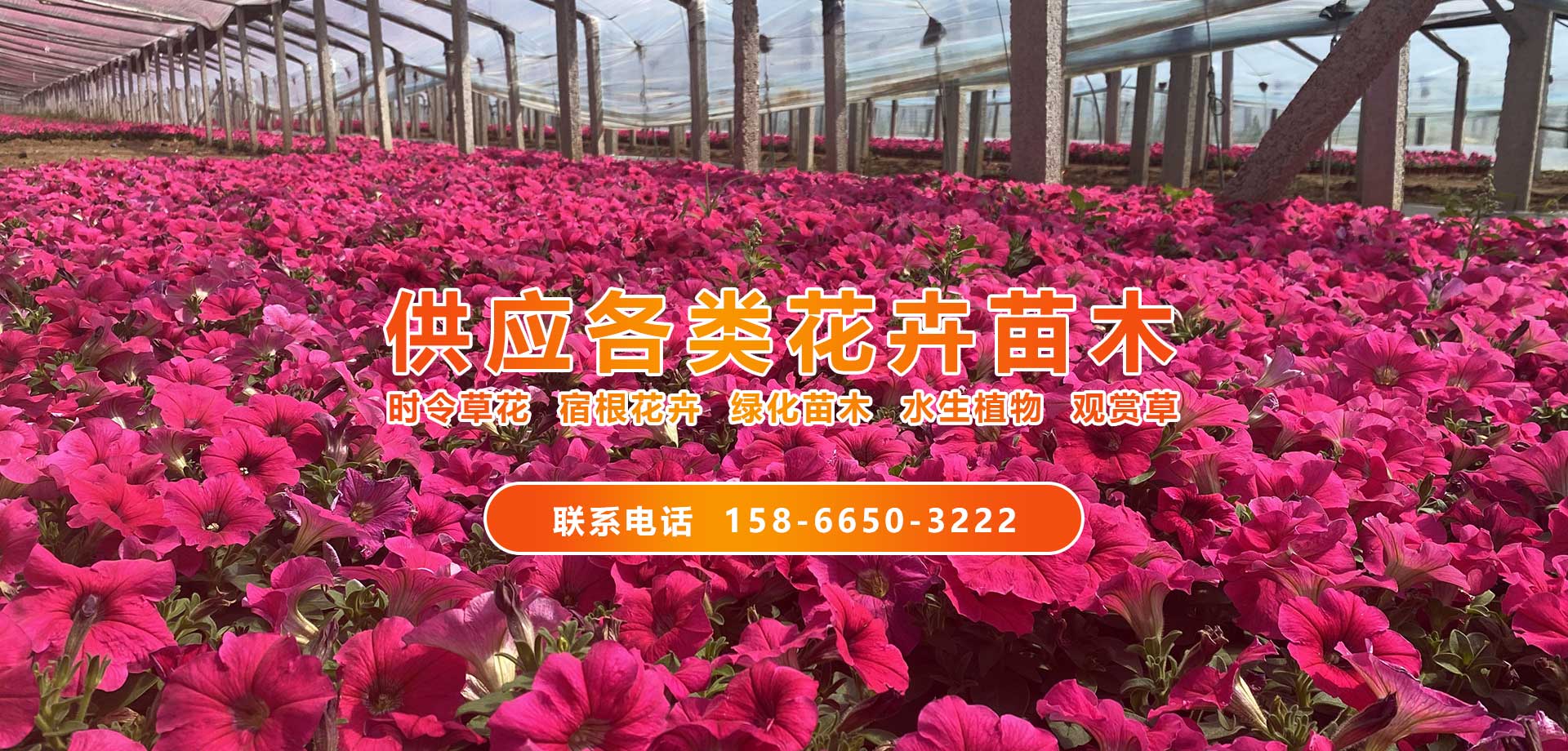 青州市奥景园林绿化有限公司